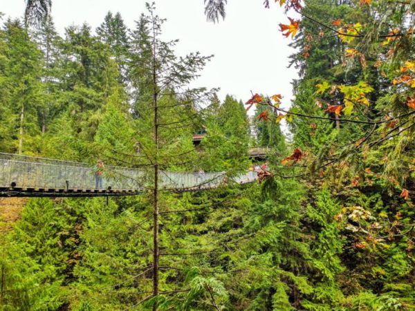 Exploring Capilano Suspension Bridge Park