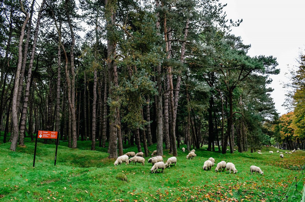 Sheep grazing the fields at Vimy Ridge Canadian memorial in France