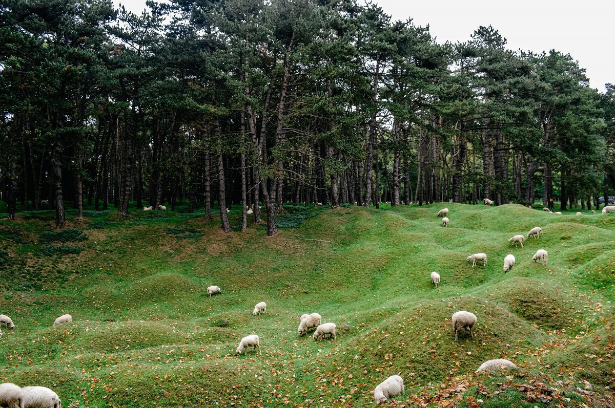 Sheep grazing the fields at Vimy Ridge Canadian memorial in France