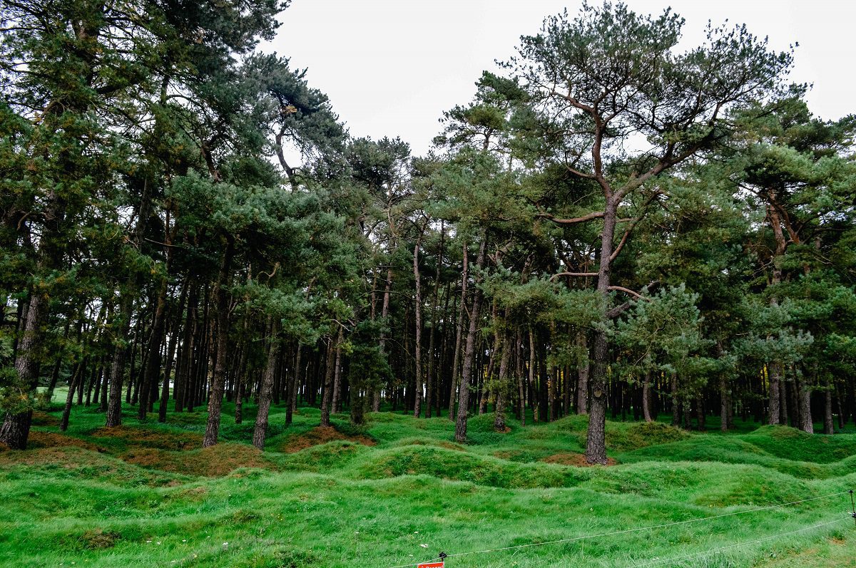 The forest at Vimy Ridge Canadian memorial in France