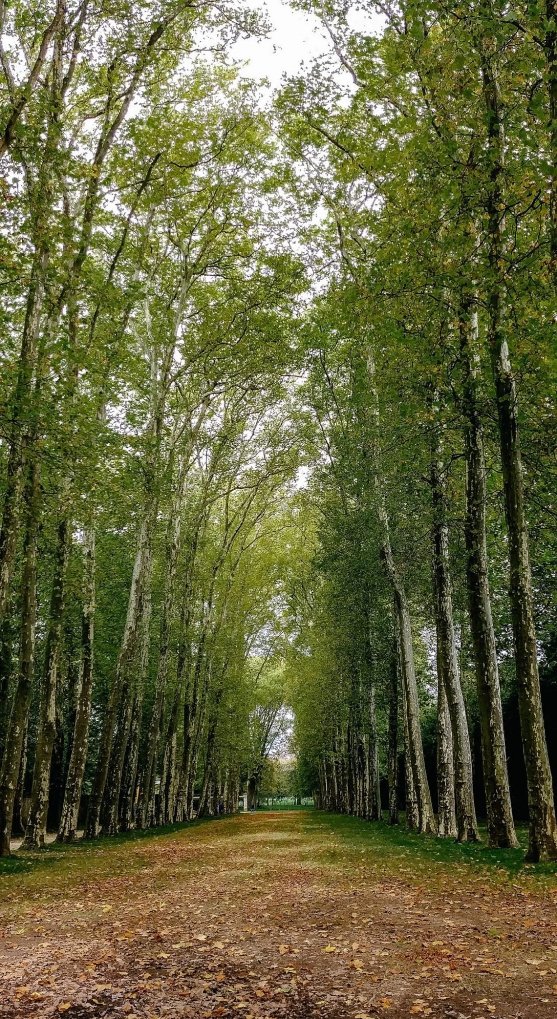 Beautiful tree lines in Versailles