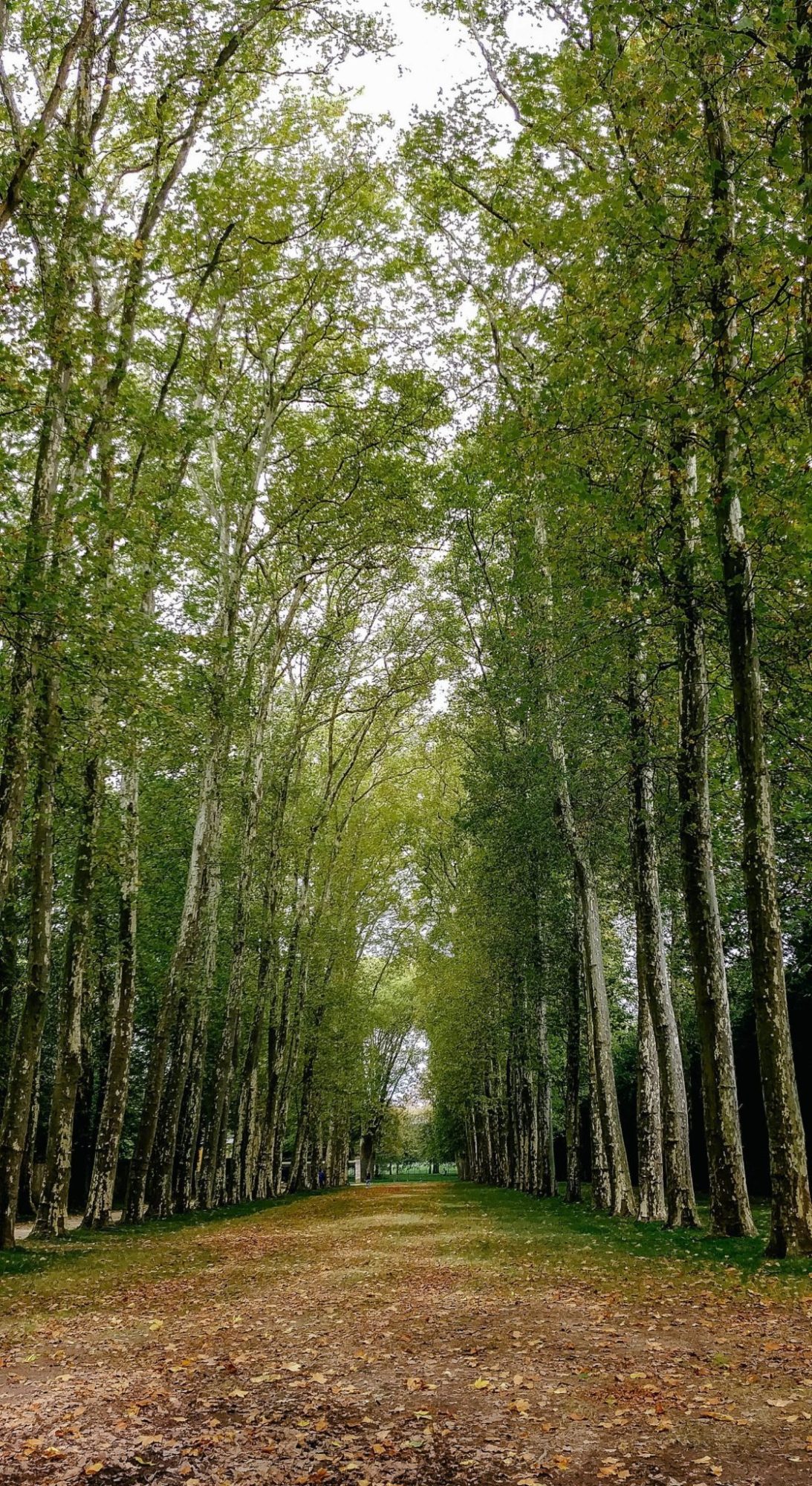 Beautiful tree lines in Versailles