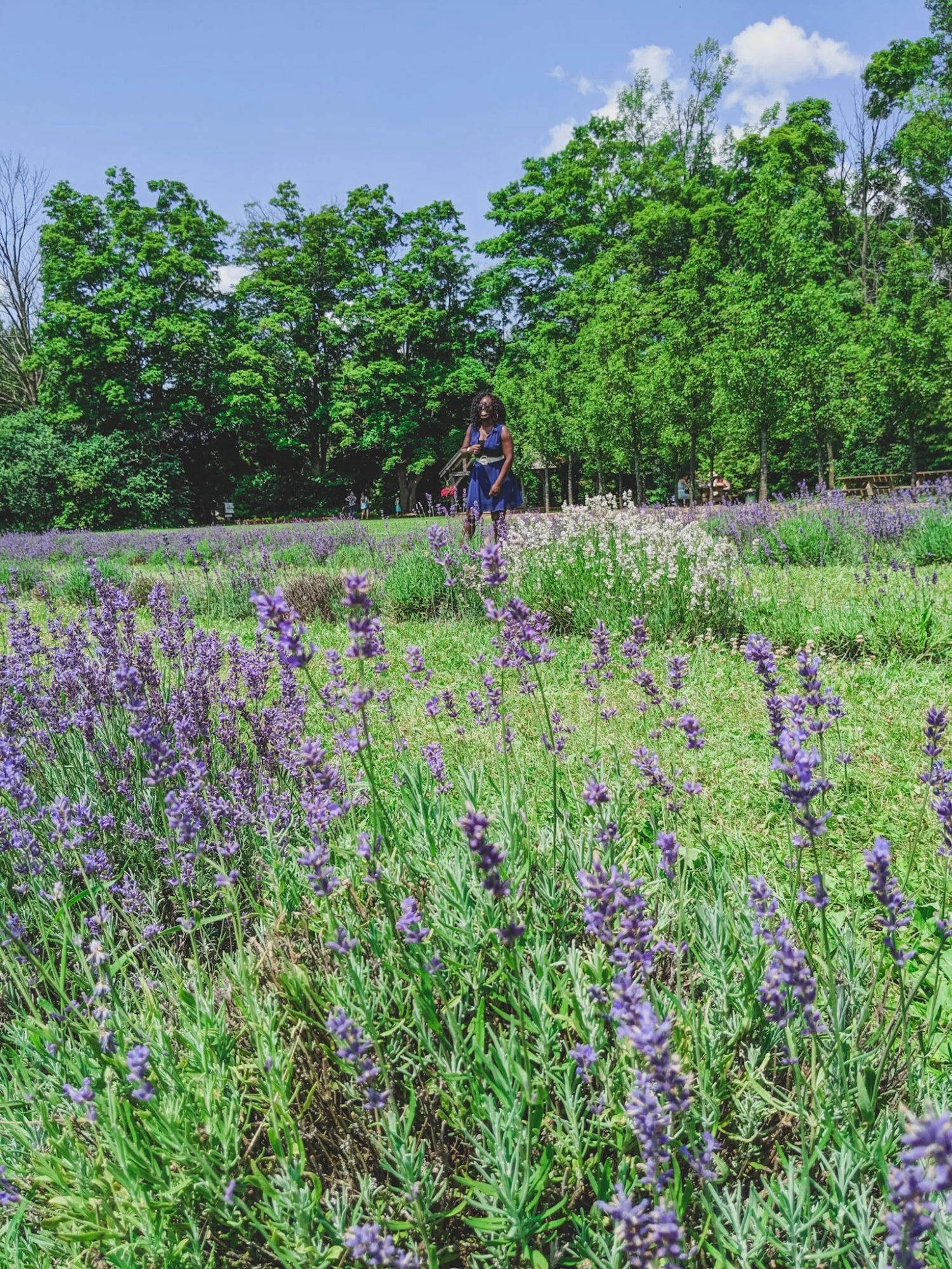 Terre Bleu lavender farm