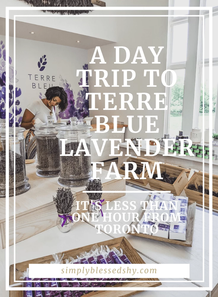 A trip to Terre Bleu Lavender Farm