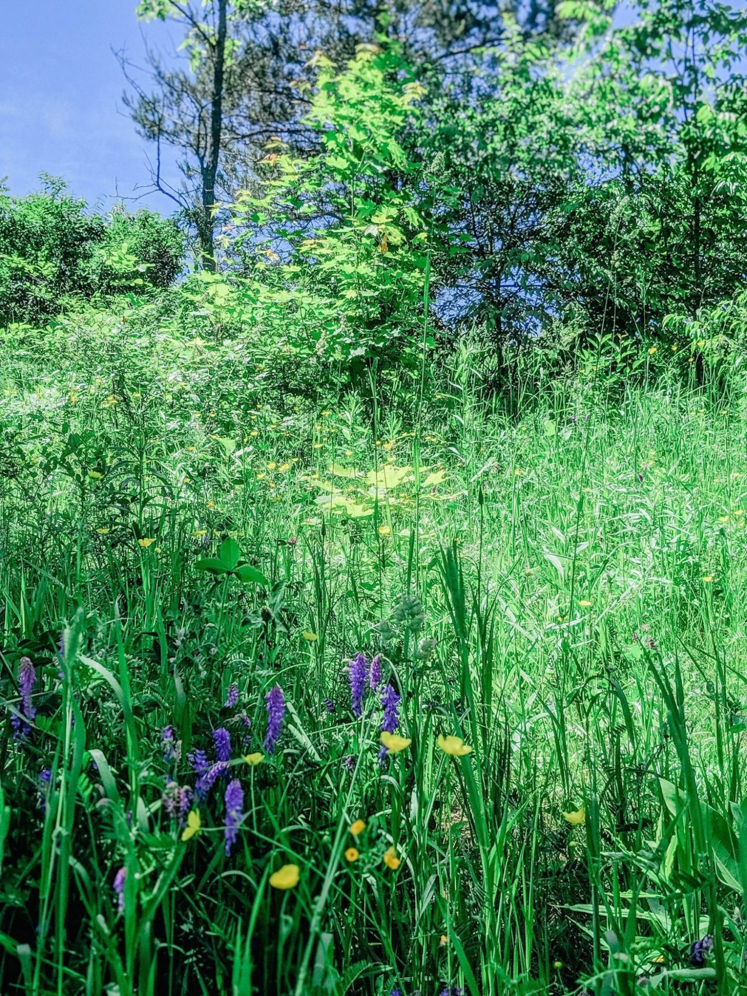 Forks Credit Provincial Park meadow trail