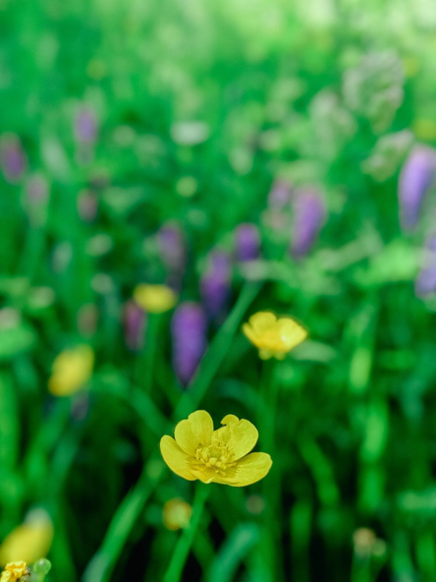 Yellow flower named Meadow Buttercup in Forks Credit Provincial Park