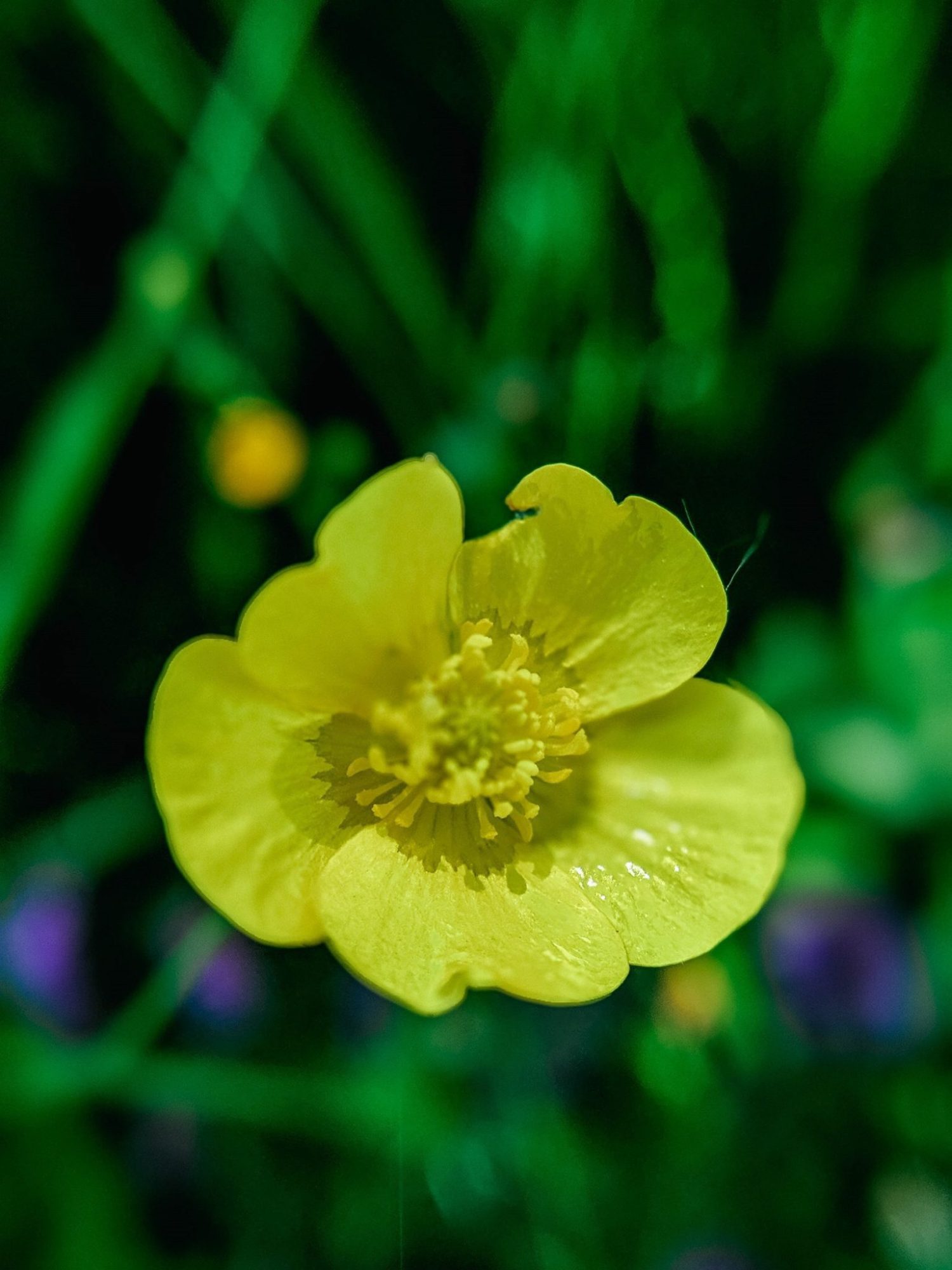 Yellow flower named Meadow Buttercup in Forks Credit Provincial Park