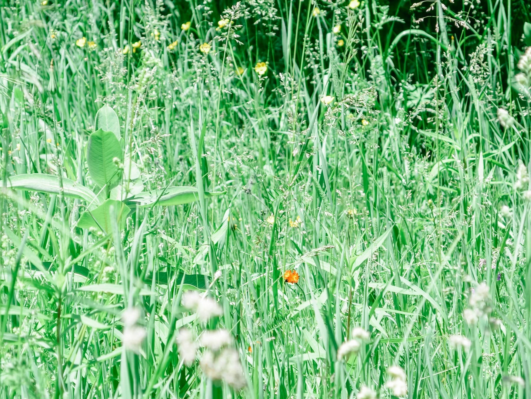 Forks Credit Provincial Park meadow trail