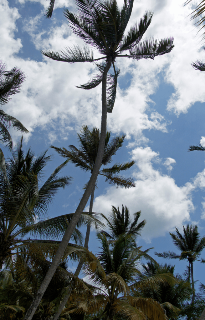 Beautiful palm trees