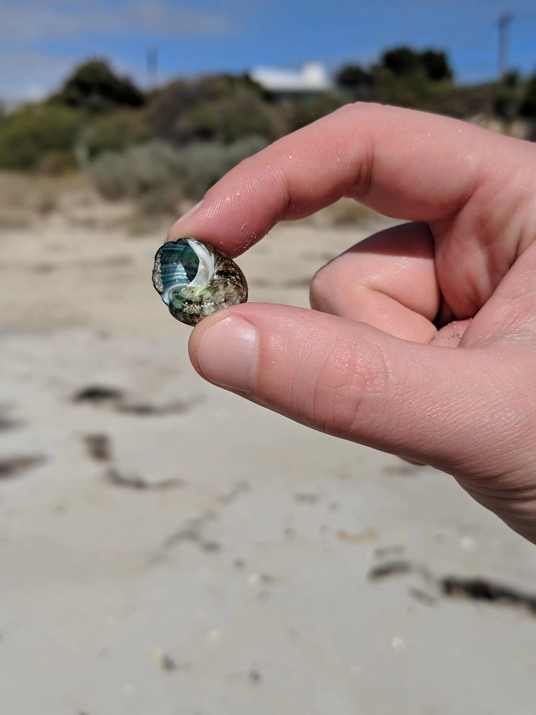 A small colourful seashell
